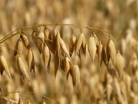 How Healthy Are Oats Actually? A Closer Look