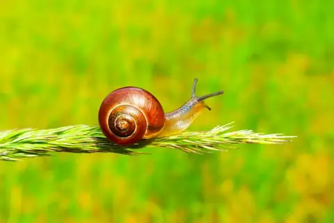 Why Snail Mucin Is Becoming A Viral Skincare Phenomenon AGAIN