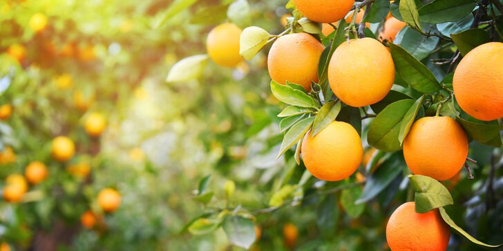 pregnancy-fruits-3