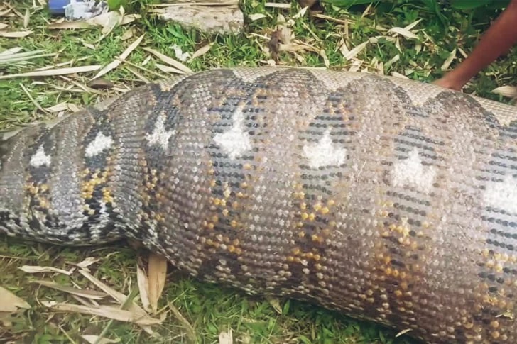 These Construction Workers Spotted A Giant Anaconda And Ignored Their Fears To Do Something