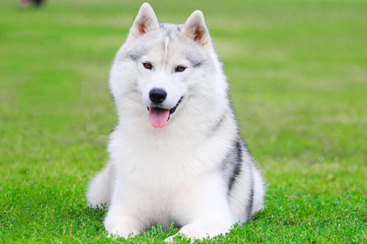 Best Dog Breeds Out There: A Guide To Help You Choose Your Perfect ...