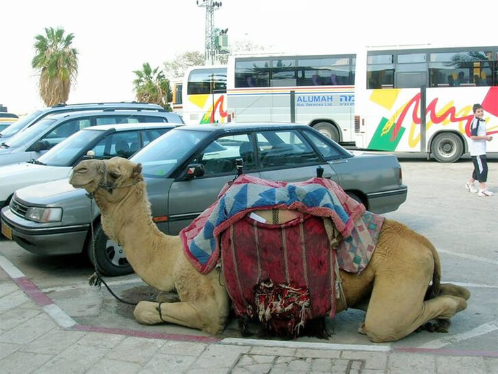 Camel-Parking-1.jpg